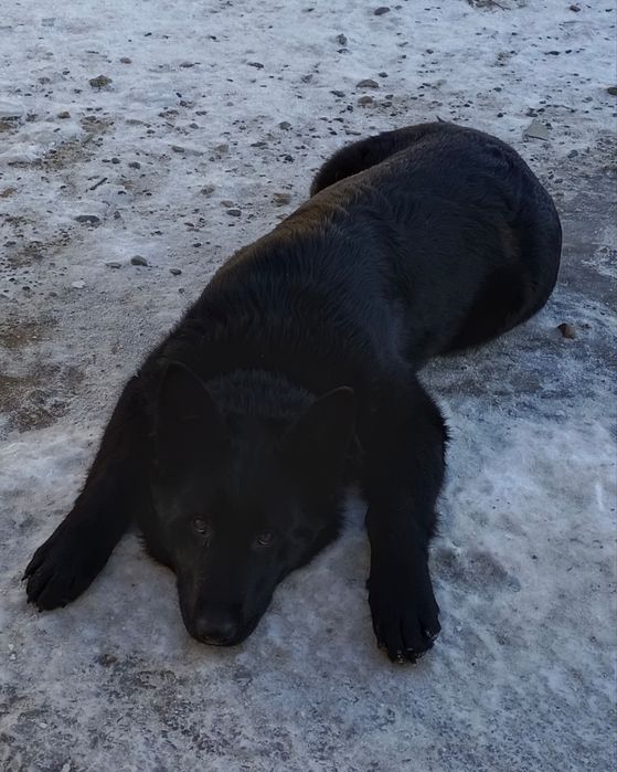 Подрощенная девочка ВЕО
