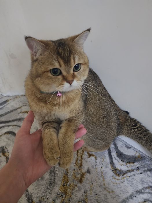 Вязка Vyazka Britanskiy shinshilla Toza qon