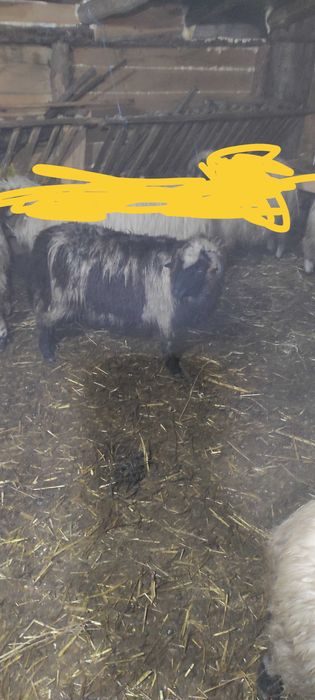 Schimb mieală,cu mială comeră,sau oae comeră+ diferența din partea mea