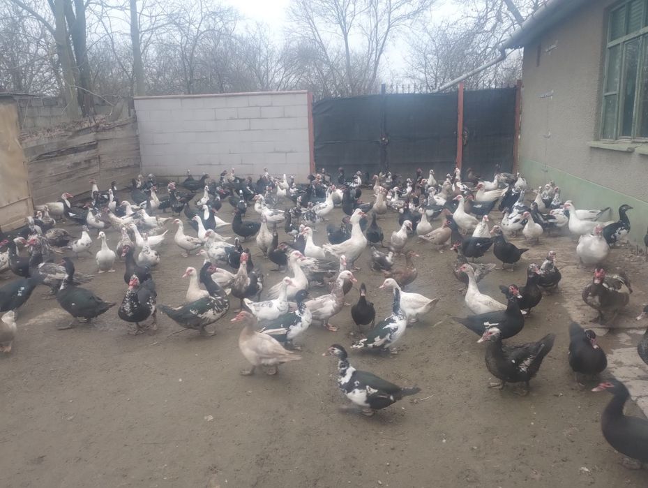 Vand Rate și rățoi