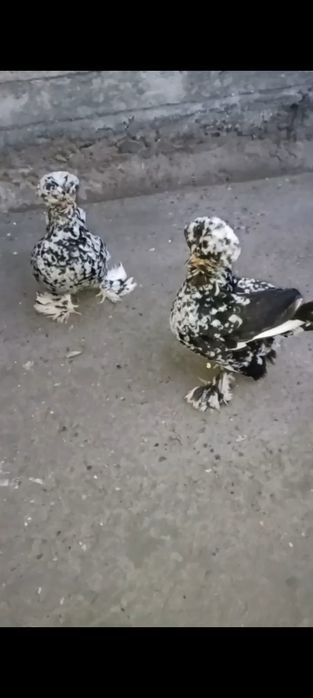 Mramr yaponlar sotuvda