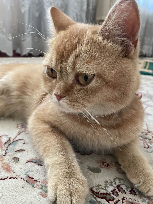 muwuk sirocna sotiladi