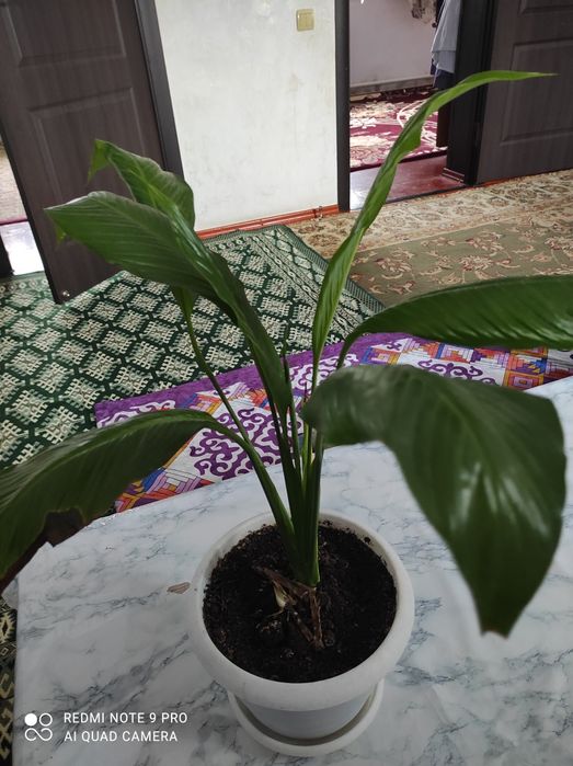 Цветы "Женское счастья"