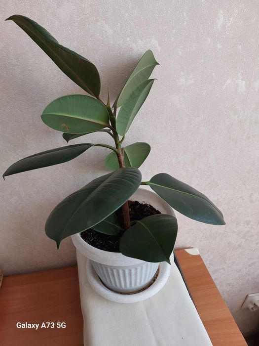 Продам фикус декоративный