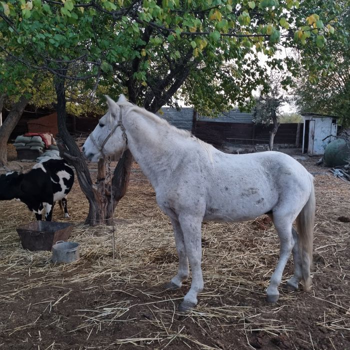 Семиз Жылкы бар 6,ай бағылған
