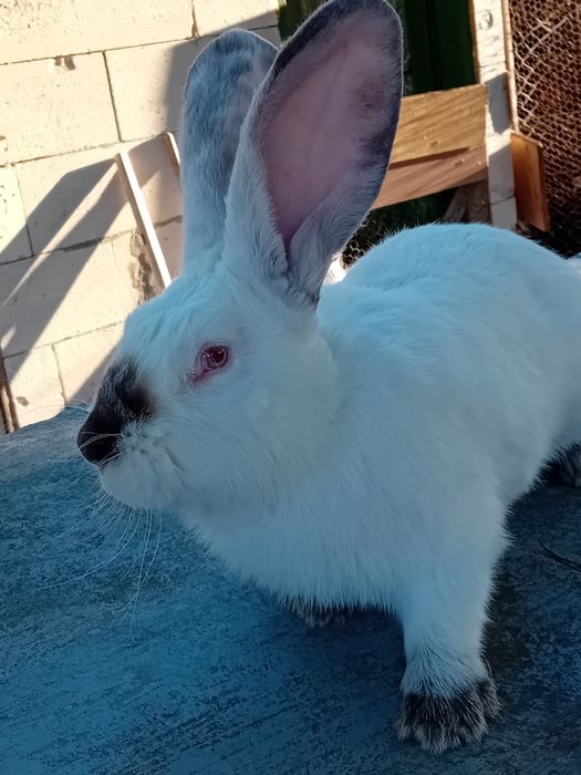 Vând uriași Transilvania mascul