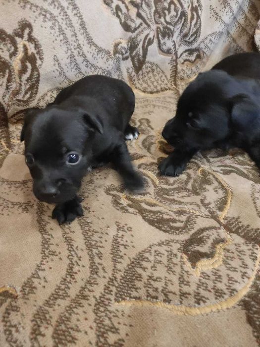 Карликовый пинчер (девочки - метисы)