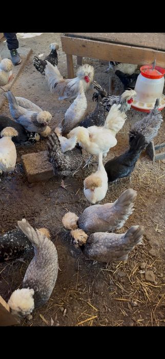 Vand oua motata olandeza