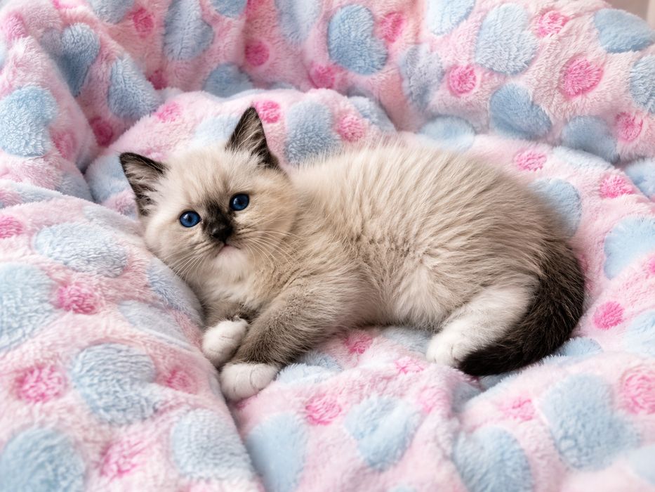 Puiuți ragdoll disponibili