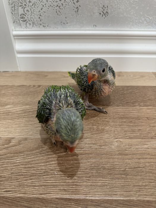 Ожереловый зелёный попугай продается