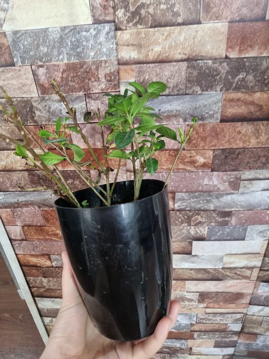СКИДКА комнатных цветок Гардения Gardeniya Adaptatsyadan o'tgan tayyor