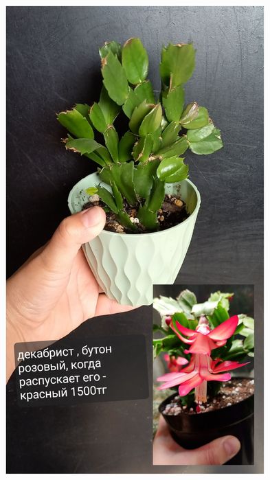 Комнатные цветы для уюта