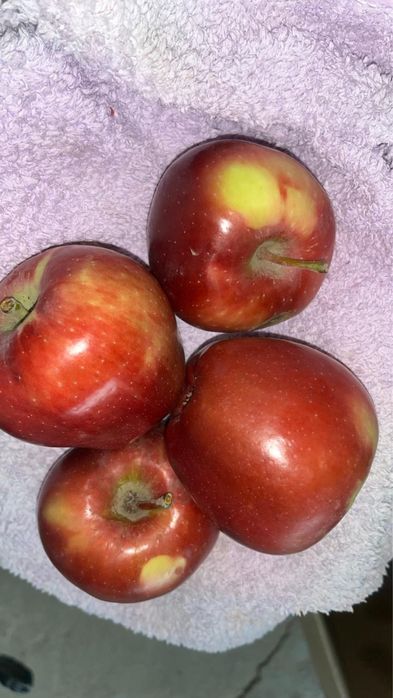 Яблоко домашнее сочное