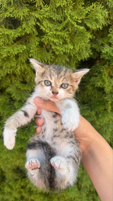 Котята 1,5 месяца