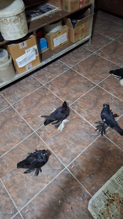 Птицы голуби канарейки