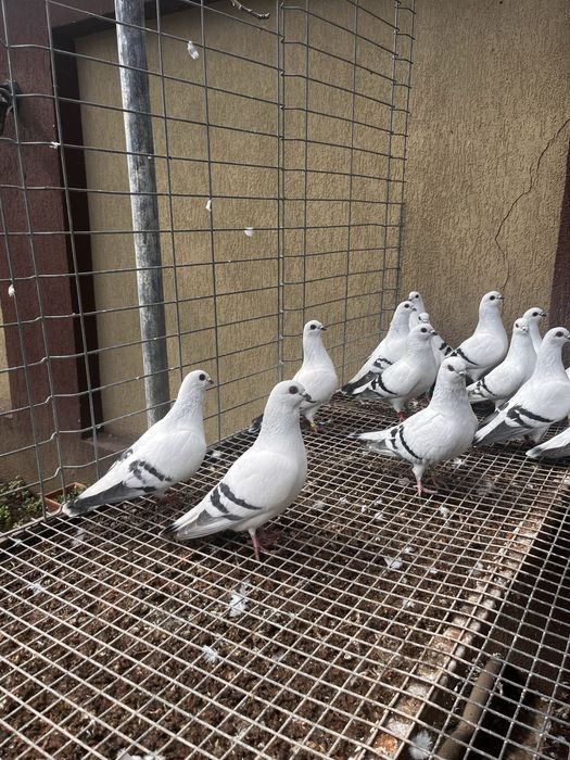 Porumbei zburatori da damasc