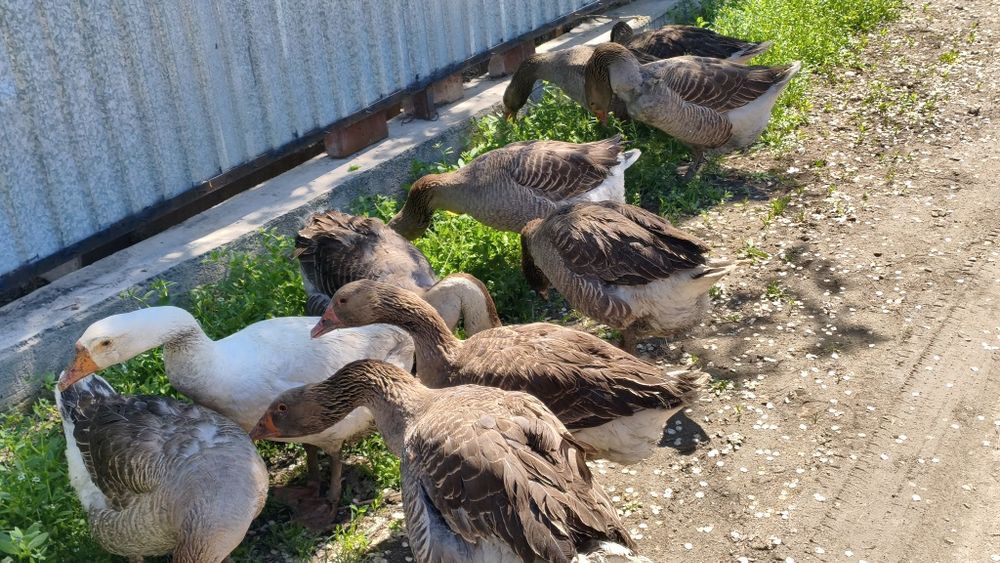 Продам Гусей Крупно серый