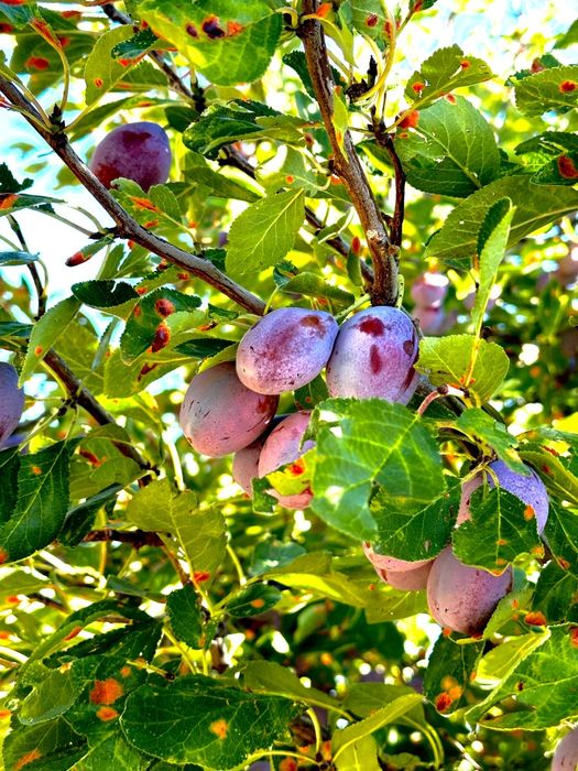 Prune pentru  țuică agen și dublu agen calitate  foarte bună