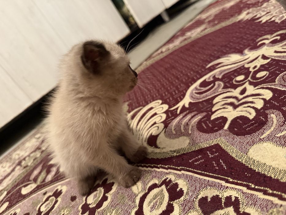 Продается котята!
