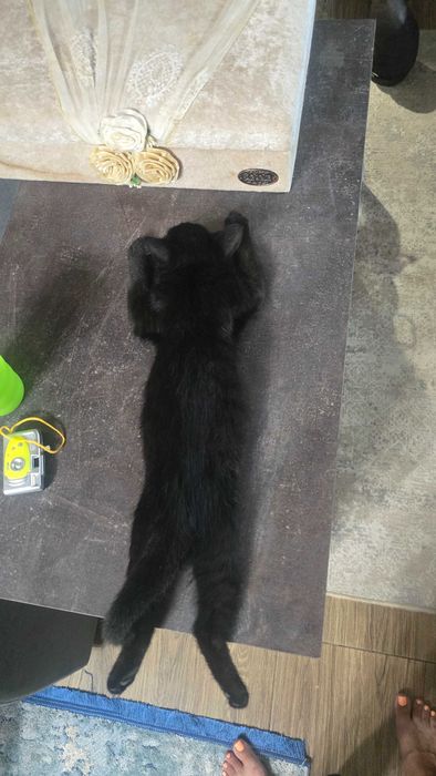 Котёнок. Девочка. Возраст около 3 месяцев