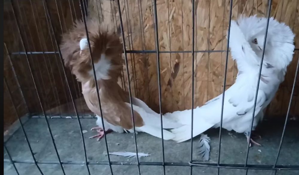 Продавам Якалии, млади и работещи птици, заедно и поотделно.