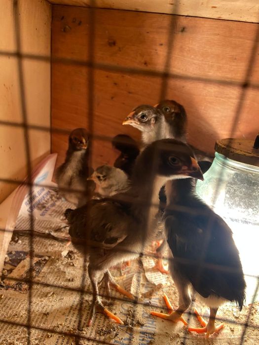 Продам цыплят даканы