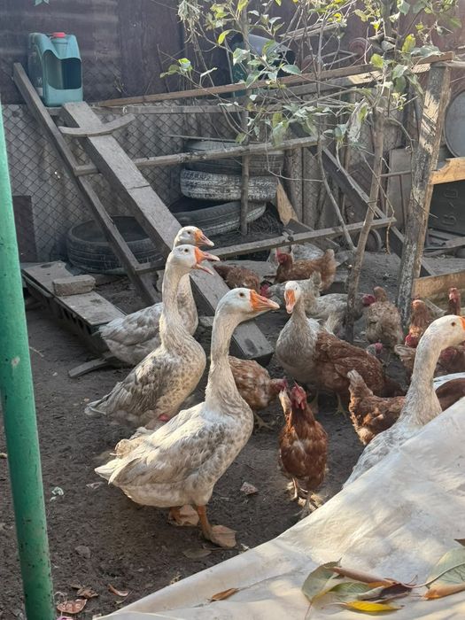 продам гусей домашних