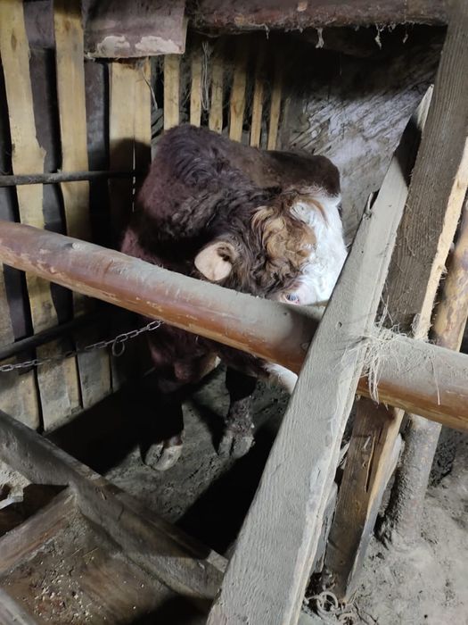 Айгыр бука қой сатылады