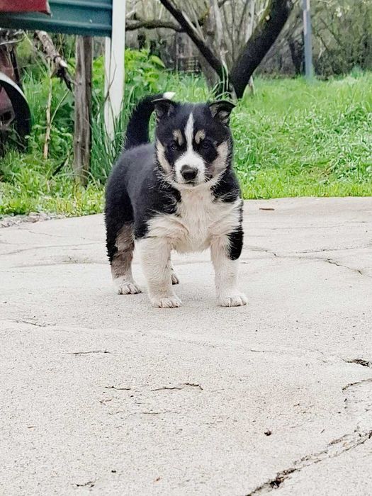 Продам щенка Хаски