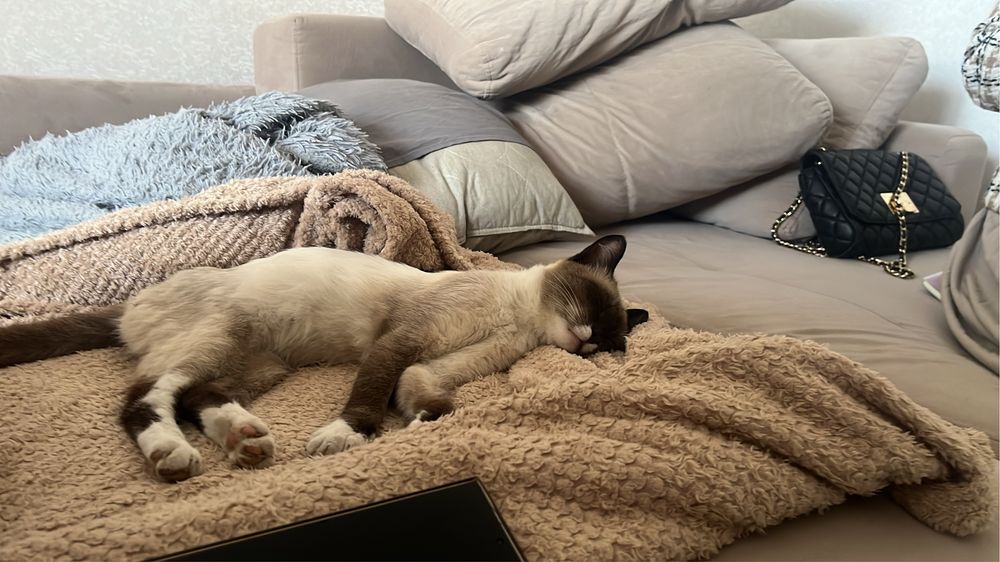 Отдам котенка в хорошие руки