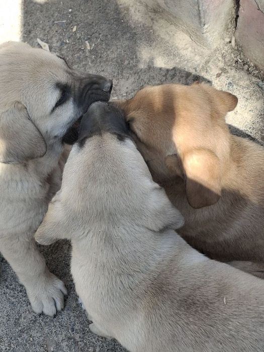 Отдам щенков в хорошие руки. Символическая оплата - 50.000.