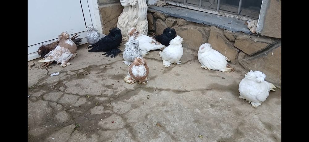 Продавам Бухари - млади и работещи