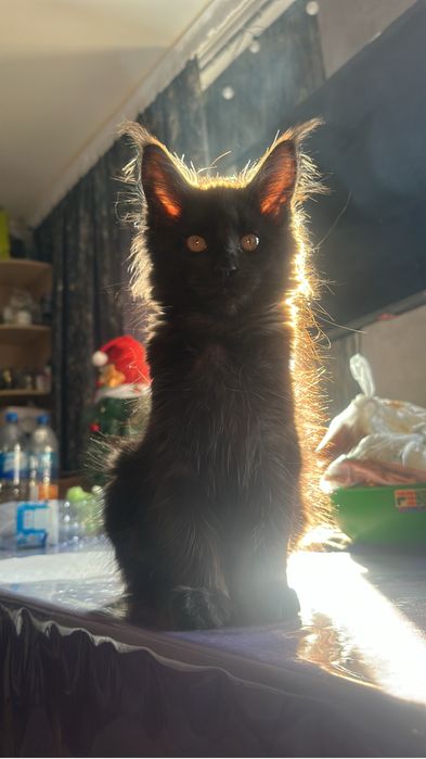 Котята мейнкуны девочка!