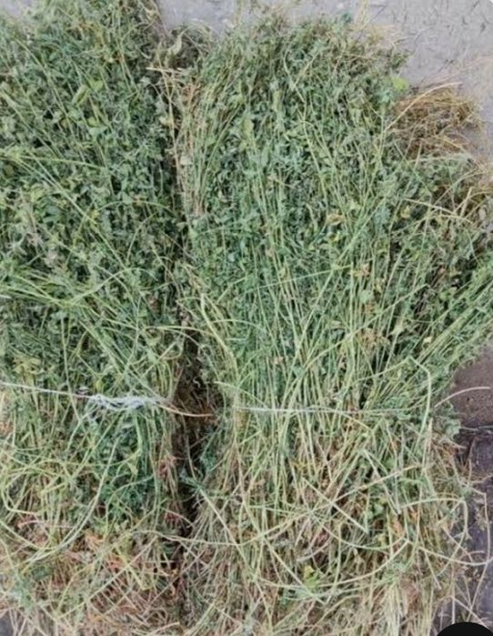 Beda mol hashak sotiladi