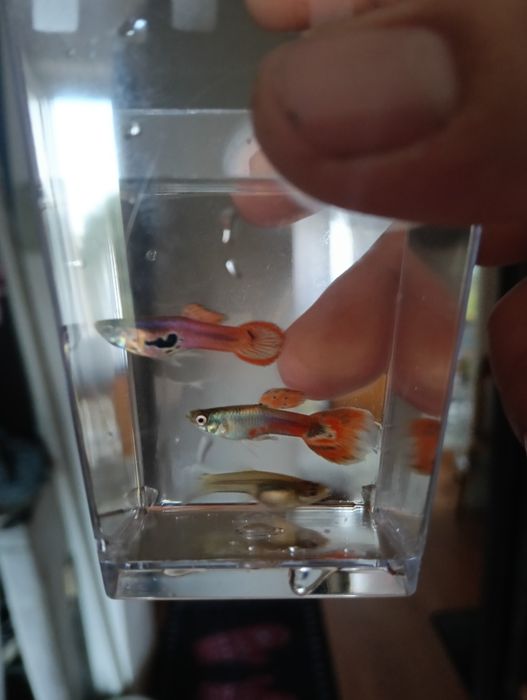 Pești Guppy Endler