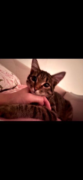 Кошка в добрые руки
