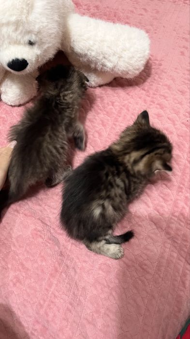 котята котятк котята