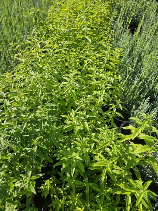 Rozmarin,ysop,mentă,cimbrișor citronela.