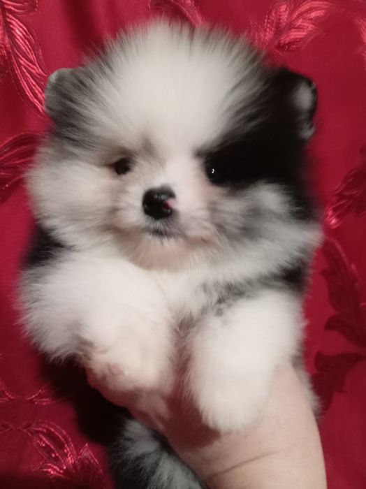 Продам щенков шпица