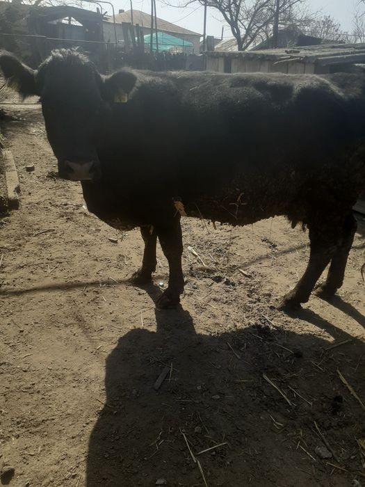 Vaca, de vanzare, comuna Apele Vii, Dolj