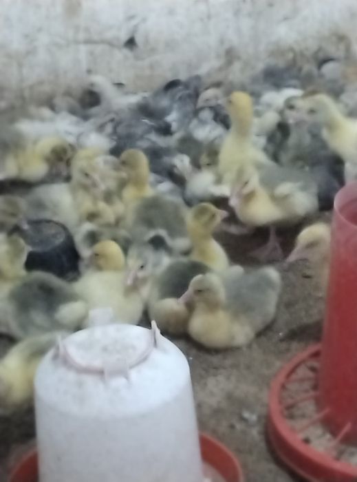 Продам гусят породы Линда