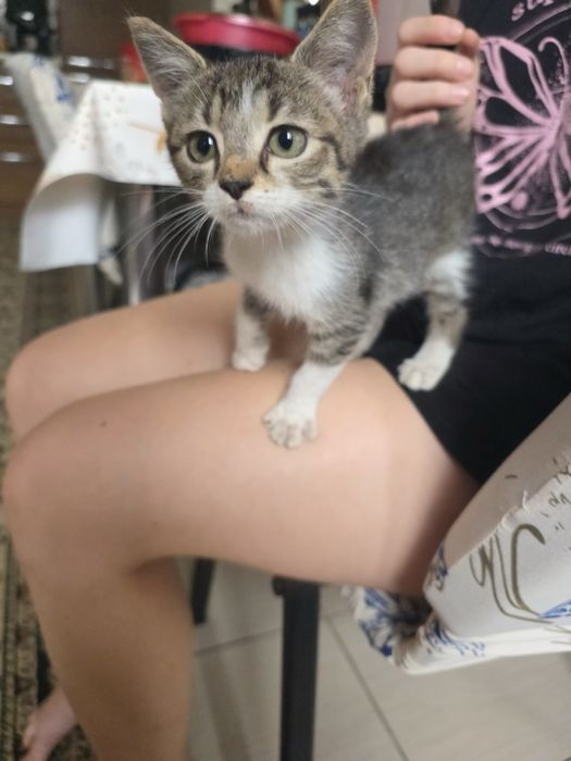 Pisicute pentru adoptie