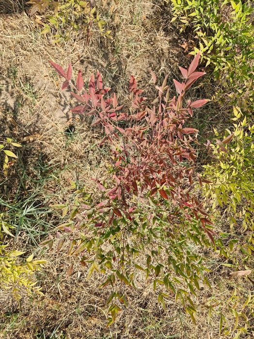 Нандина домашняя (лат. Nandina domestica Thunb)