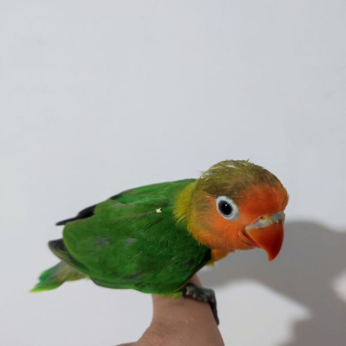 Ruchnoy papugay nerazluchniki sotiladi