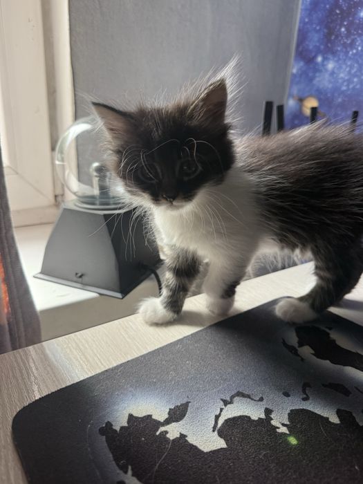 Котята турецкой ангоры