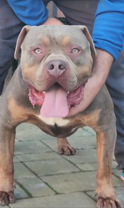 American Bully xl femela