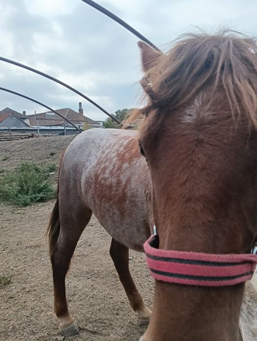 Vand manza de 1 an si 10 luni