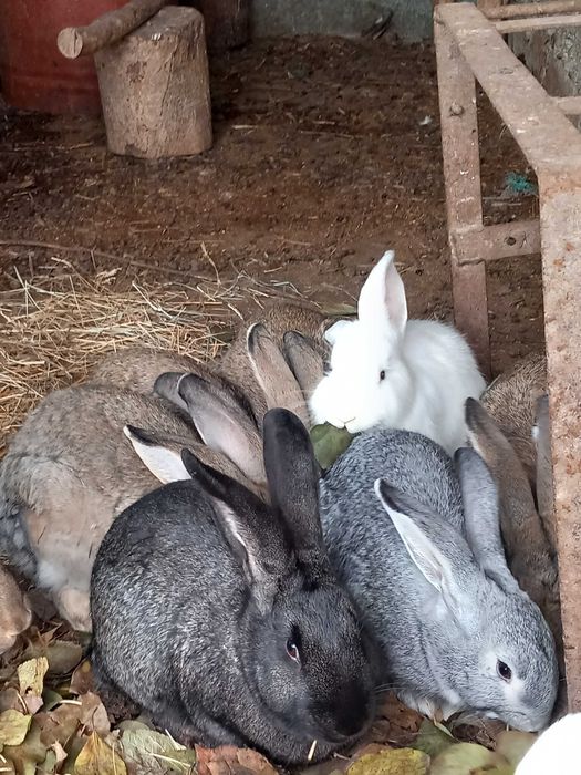 Vand iepuri mari si mici