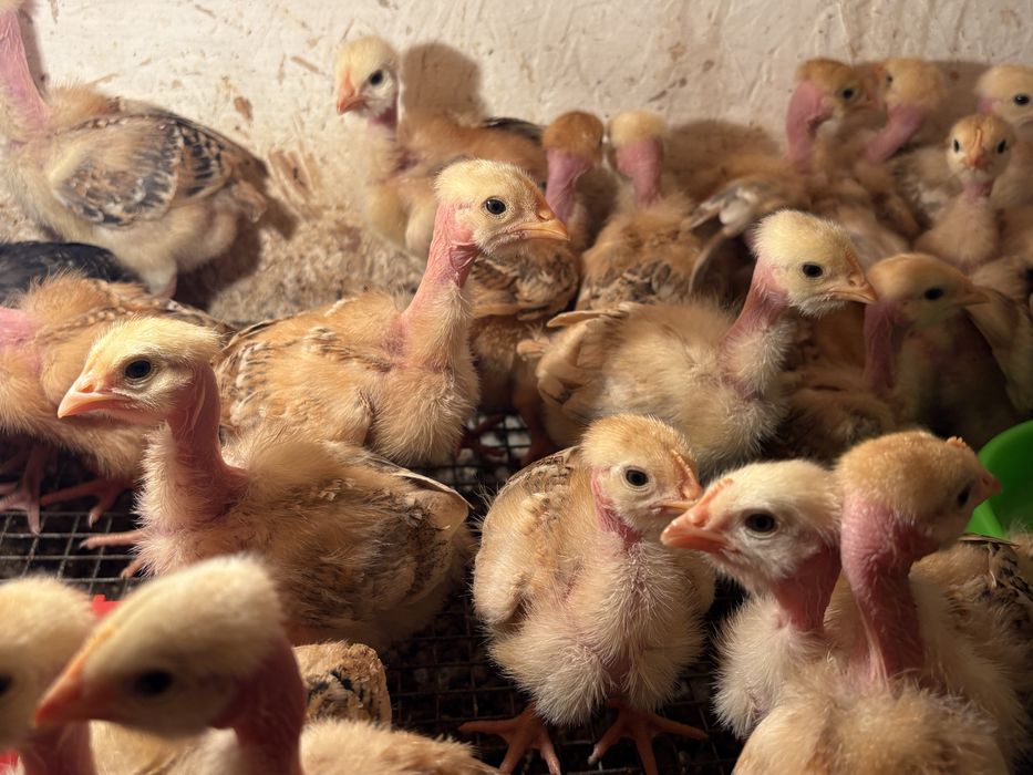 Цыплята , балапан