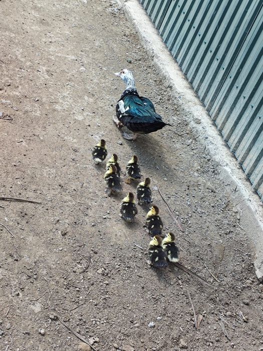 Продам индауток.